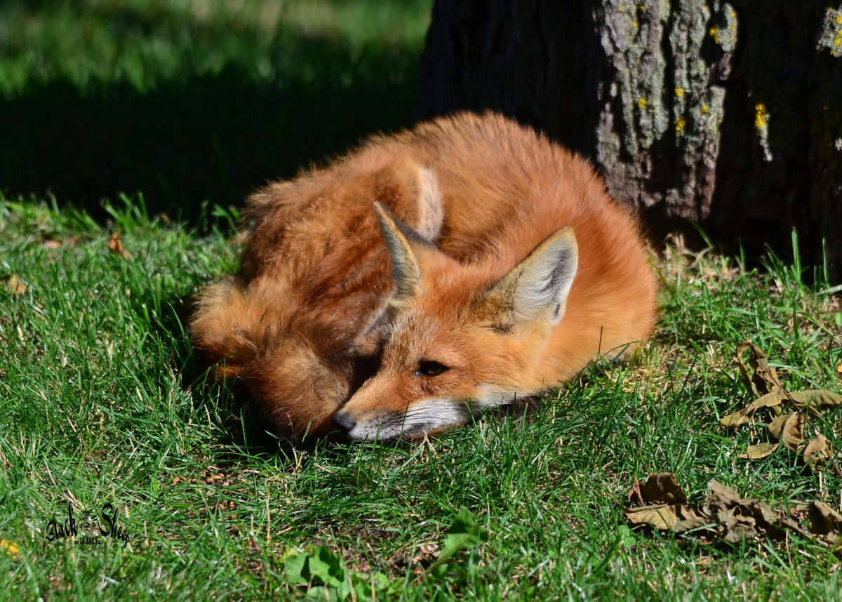 redfox | Казка українською мовою