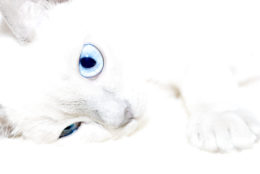 Пригоди білого кота