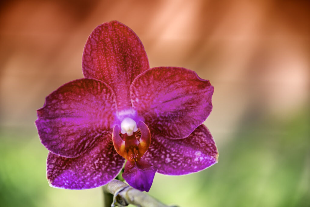 Червона орхідея